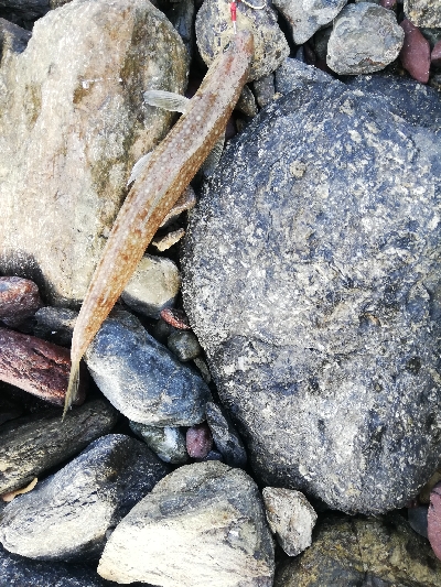 ショアジギング！