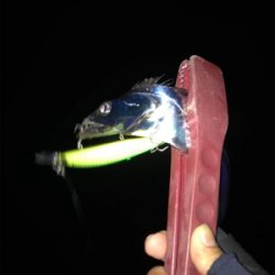 日が出てからの反応が…