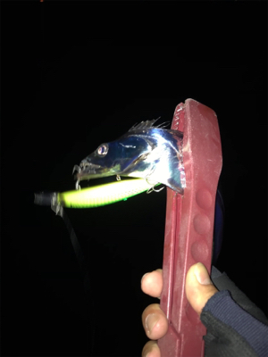 日が出てからの反応が…