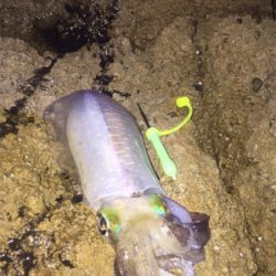 サイズはええね