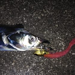 タチウオデートも面白い