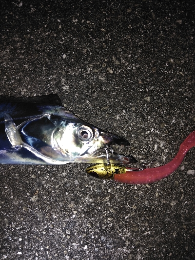 タチウオデートも面白い