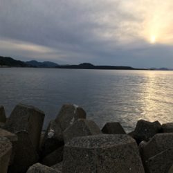 萩市周辺 アオリイカ釣果