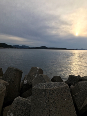 萩市周辺 アオリイカ釣果