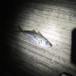 大阪奥湾アジング ニューロッド入魂