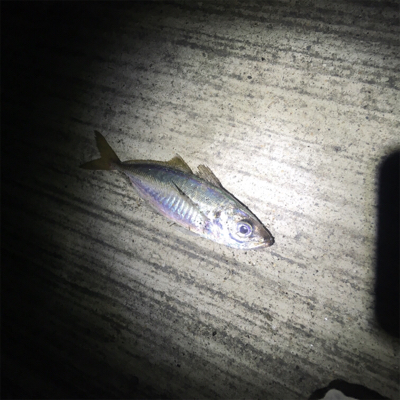 大阪奥湾アジング ニューロッド入魂