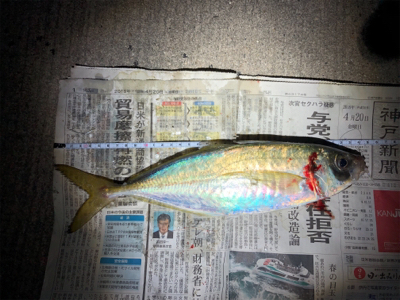 狙いの獲物!尺アジ