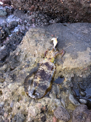 夕まずめ45分一本勝負！