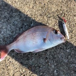 ライトショアでショアレッド!