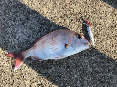 ライトショアでショアレッド!