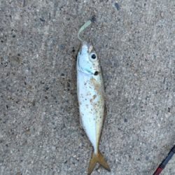 久々アジング釣果