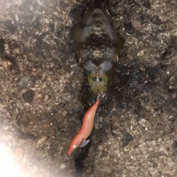 2夜連続のエギング