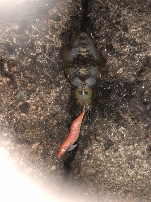 2夜連続のエギング