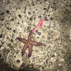 安定のジグサビキ