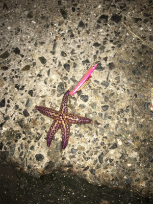 安定のジグサビキ