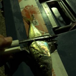 お池でアジング