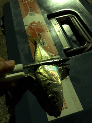 お池でアジング