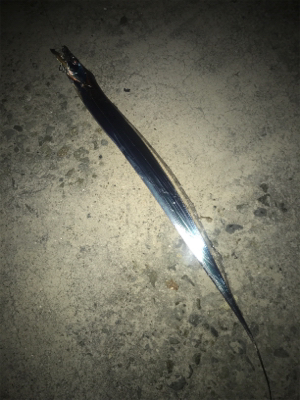 就寝前にタチウオ調査