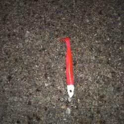 平日朝マズメでハマチ狙うもサゴシ