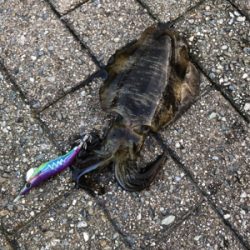 短時間エギング