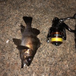 メバル好調 イカ不調