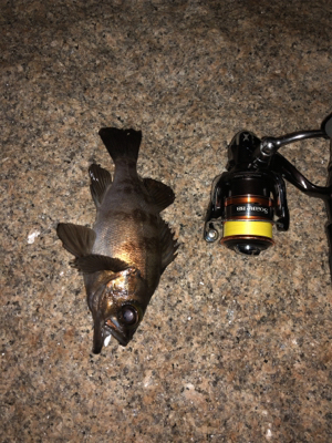 メバル好調 イカ不調