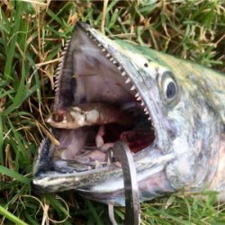 LSJigginger0805〜0928