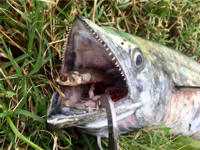 LSJigginger0805〜0928