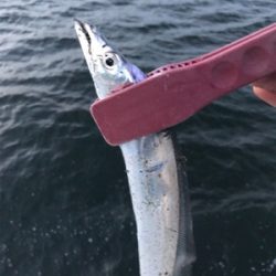 夕方ショアジギしばりでタチウオ