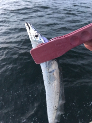 夕方ショアジギしばりでタチウオ