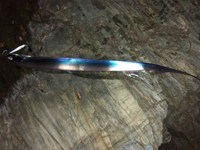 磯なのに太刀魚ゲーム