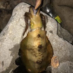 釣れますね〜‼️