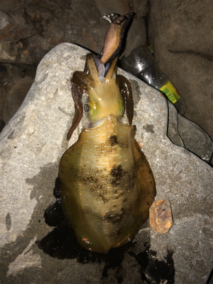 釣れますね〜‼️