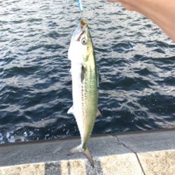 サゴシいい感じ