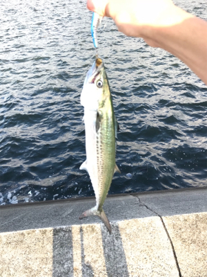 サゴシいい感じ