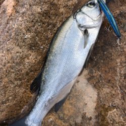 ショアジギング