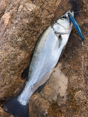 ショアジギング