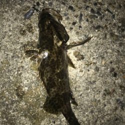 四日市方面の根魚釣行