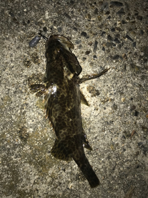 四日市方面の根魚釣行