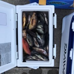 タチウオジギング  メバルサビキ