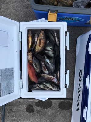 タチウオジギング  メバルサビキ