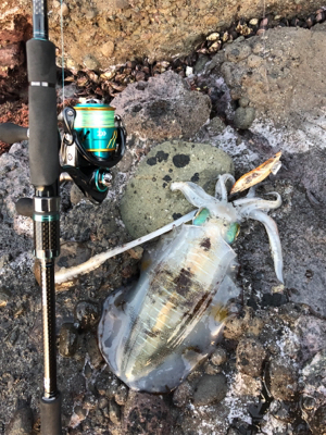 祝！息子がエギングで初アオリ(๑>◡…