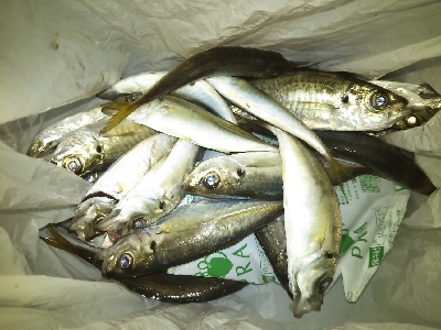 もうちょっと釣りたいよ〜