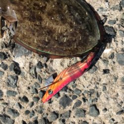 アオリイカ コウイカ