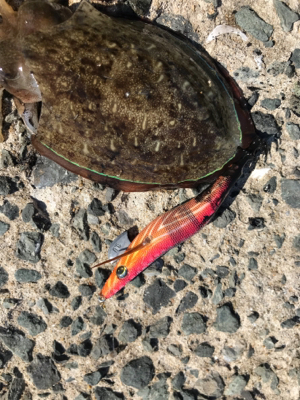 アオリイカ コウイカ