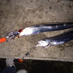 タチウオまずまず