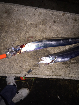 タチウオまずまず