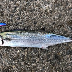 一瞬の時合いで1匹ゲット！