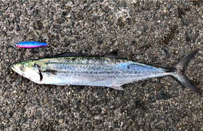 一瞬の時合いで1匹ゲット！