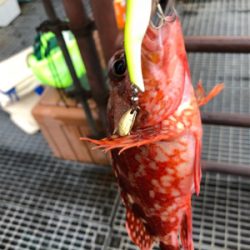 桜島ロックフィッシュ